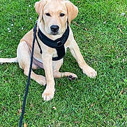 Rio participe au concours pour gagner de l'argent avec cette photo : adorable, animal, canine, companion, cute, dog, friendly, grass, greenery, harness, leash, nature, outdoor, pet, playful, puppy, sitting, summer, yellow_lab, young_dog