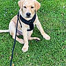 adorable, animal, canine, companion, cute, dog, friendly, grass, greenery, harness, leash, nature, outdoor, pet, playful, puppy, sitting, summer, yellow_lab, young_dog