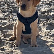 Rio participe au concours pour gagner de l'argent avec cette photo : puppy, dog, beach, sand, harness, outdoor, animal, pet, canine, young, sitting, sunlight, nature, cute, adorable, vacation, shore, seashore, leisure, daytime
