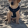 puppy, dog, beach, sand, harness, outdoor, animal, pet, canine, young, sitting, sunlight, nature, cute, adorable, vacation, shore, seashore, leisure, daytime