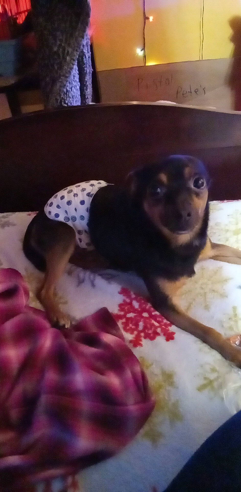 Pistol Pete is registered to the contest to win money with this photo: bed, bedding, carnivore, comfort, companion_dog, couch, dog, dog_breed, dog_supply, fawn, fur, linens, liver, mammal, pet_supply, room, terrestrial_animal, toy_dog, vertebrate, working_animal
