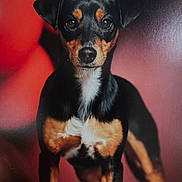 Vesta a rejoint le concours — aidez-le/la à gagner de superbes lots ! dog, pet, animal, black, tan, portrait, standing, ears, fur, eyes, nose, whiskers, background, red, closeup, canine, domestic, mammal, looking, front