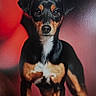 dog, pet, animal, black, tan, portrait, standing, ears, fur, eyes, nose, whiskers, background, red, closeup, canine, domestic, mammal, looking, front