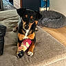 dog, pet, black_and_tan, toy, squeaky_toy, sitting, indoors, living_room, ottoman, furniture, couch, dog_bed, wood_floor, home, portrait, animal, alert, looking_at_camera, colorful_toy, cozy