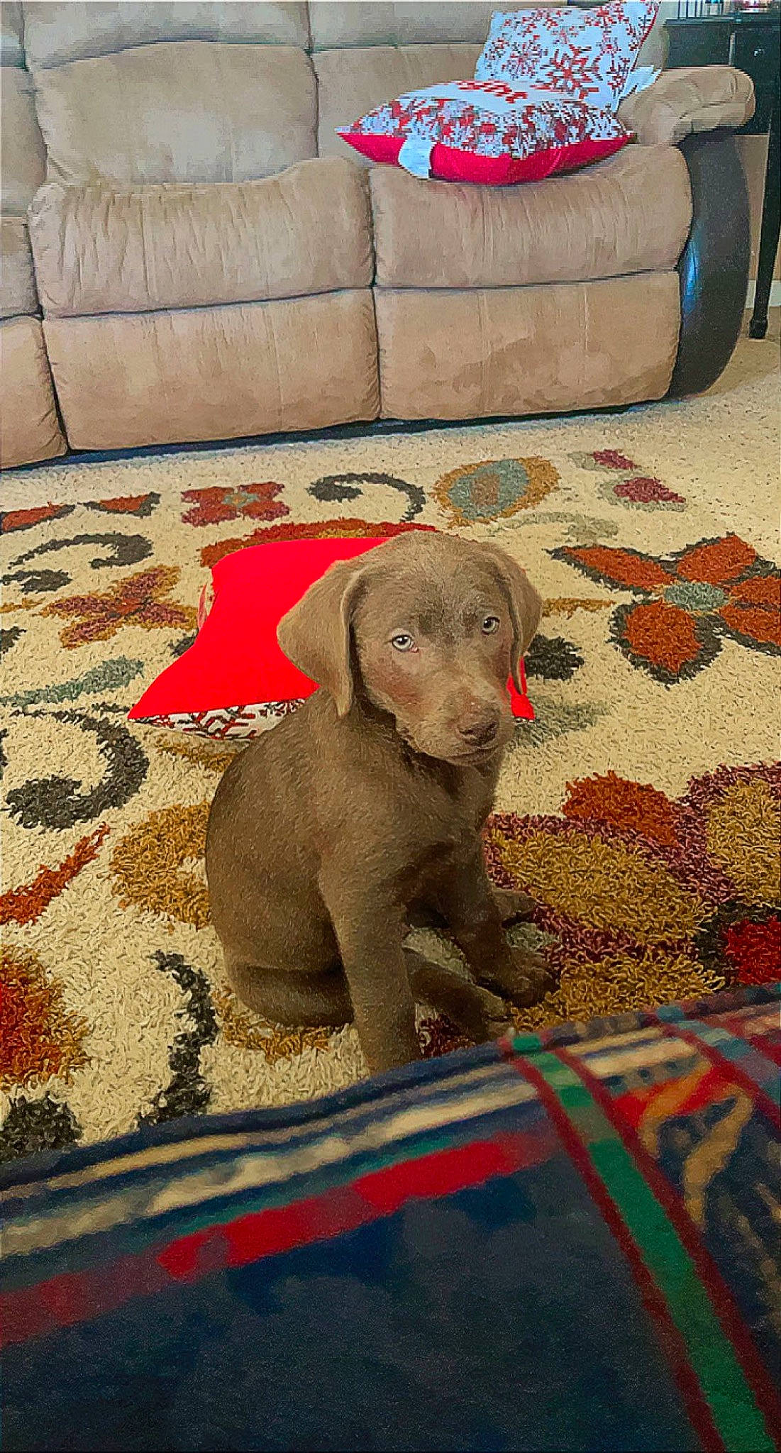 Oakley joined the competition — help win amazing prizes! carnivore, comfort, companion_dog, couch, dog, dog_breed, elephant, fawn, floor, flooring, grey, indian_elephant, linens, liver, pattern, rectangle, sporting_group, terrestrial_animal, wood, working_animal