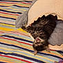 kitten, cat, pet_bed, shark_shape, striped_blanket, playful, furry, animal, cozy, indoor, carpet, toy, purple_toy, soft, cute, young_cat, pet, feline, resting, mouth_open