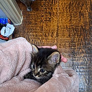 Arwen joined the competition — help win amazing prizes! kitten, cat, gray_cat, blanket, wooden_floor, doorway, pet, animal, curious, soft_texture, indoor, cute, feline, comfort, warm, hand, cozy, fur, domestic, resting