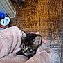 kitten, cat, gray_cat, blanket, wooden_floor, doorway, pet, animal, curious, soft_texture, indoor, cute, feline, comfort, warm, hand, cozy, fur, domestic, resting