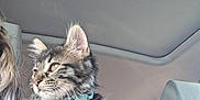 Arwen joined the competition — help win amazing prizes! kitten, cat, tabby, collar, pet, indoor, car, shoulder, feline, animal, cute, young, fur, whiskers, ears, seat, window, person, clothing, casual