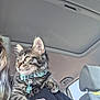 kitten, cat, tabby, collar, pet, indoor, car, shoulder, feline, animal, cute, young, fur, whiskers, ears, seat, window, person, clothing, casual