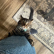 Arwen is registered to the contest to win money with this photo: cat, clinging, collar, cozy, curious, denim_jeans, floor, home, indoor, leg, looking_up, patterned_rug, pet, rug, sock, tabby_cat, tail, whiskers, wide_eyes, wooden_floor