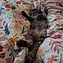 Arwen joined the competition — help win amazing prizes! animal, bed, blanket, cat, comfort, cozy, cute, floral_pattern, furniture, indoor, kitten, lamp, pet, relaxation, resting, sleeping, soft, tabby, terrarium, warm_light