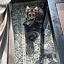 Arwen is registered to the contest to win money with this photo: cat, collar, curious, domestic_cat, ears, eyes, floor, furniture, indoor, kitten, patterned_rug, pet, rug, shadow, small_animal, sunlight, tabby, table, whiskers, young_cat