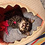 kitten, cat, pet_bed, toy, cozy, shark_bed, indoor, striped_blanket, furry, cute, playful, resting, small_animal, comfort, soft, colorful, domestic_cat, young, animal, feline