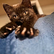 Pudding is registered to the contest to win money with this photo: cat, kitten, black_cat, paw, close_up, indoor, blue_blanket, pet, animal, cute, feline, young_cat, stretching, soft_texture, curious, domestic_animal, fur, whiskers, face, eyes
