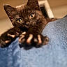 cat, kitten, black_cat, paw, close_up, indoor, blue_blanket, pet, animal, cute, feline, young_cat, stretching, soft_texture, curious, domestic_animal, fur, whiskers, face, eyes