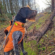 Toska participe au concours pour gagner de l'argent avec cette photo : dog, canine, orange_vest, forest, trees, moss, fallen_tree, leash, outdoor, nature, sunlight, winter, bark, fur, collar, beard, snout, hunting, animal, walking