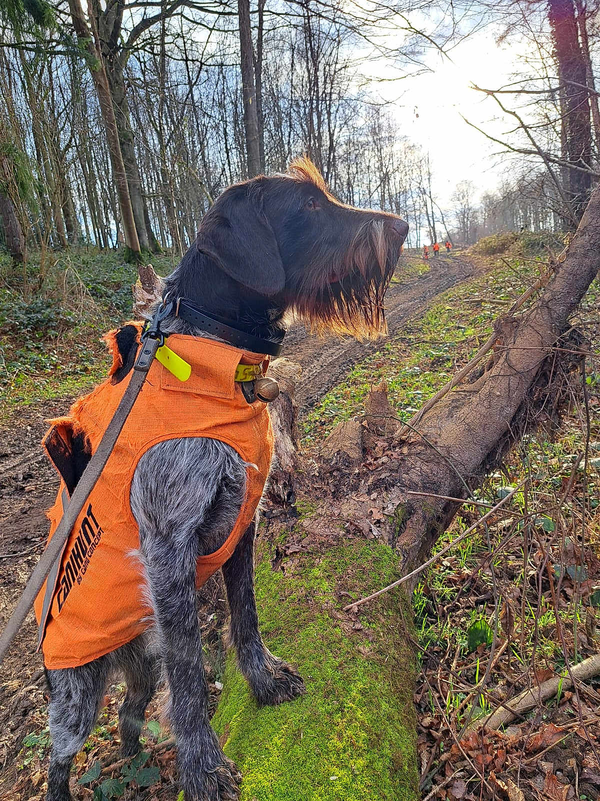 Toska participe au concours pour gagner de l'argent avec cette photo : dog, canine, orange_vest, forest, trees, moss, fallen_tree, leash, outdoor, nature, sunlight, winter, bark, fur, collar, beard, snout, hunting, animal, walking