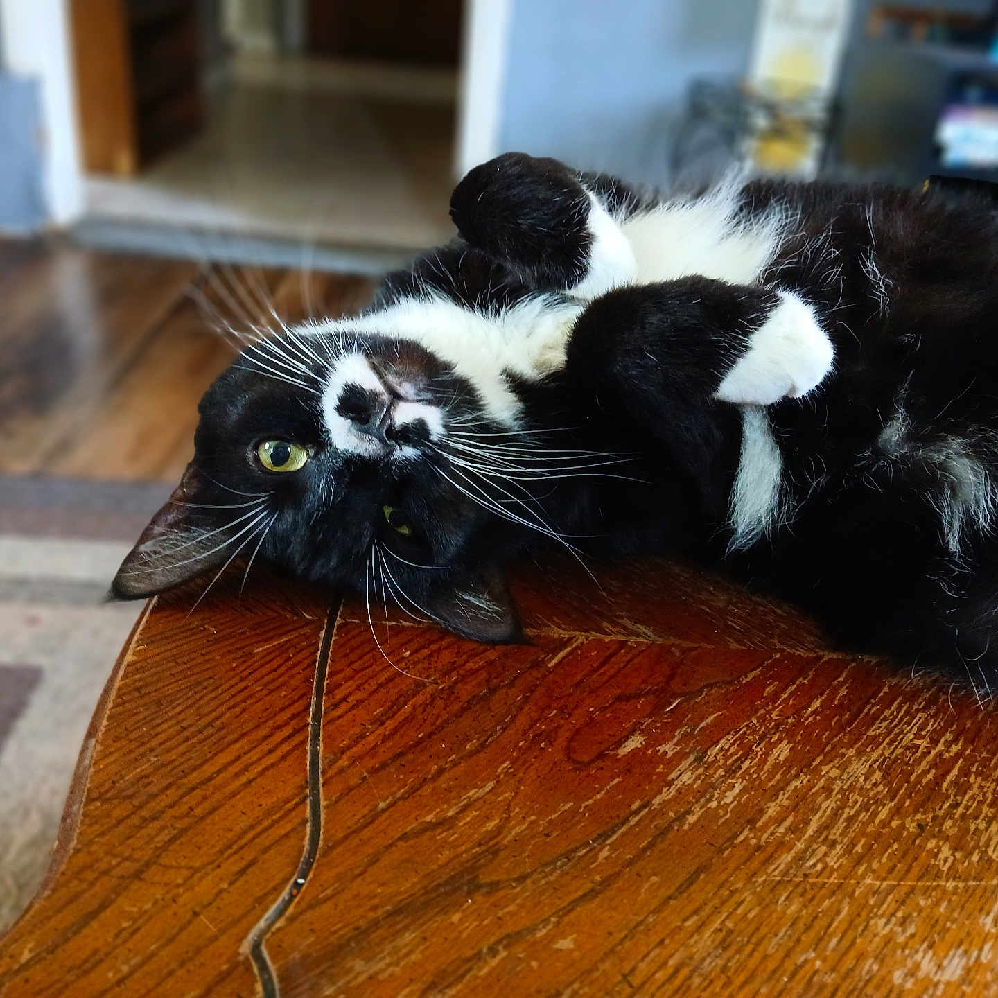 Raven joined the competition — help win amazing prizes! animal, black_and_white, cat, close_up, cozy, curious, domestic_animal, feline, floor, fur, green_eyes, home, indoor, pet, relaxed, shelf, table, upside_down, whiskers, wooden_table