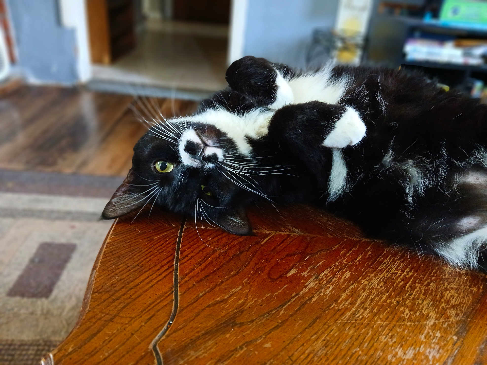 Raven joined the competition — help win amazing prizes! cat, black_and_white, indoor, wooden_table, curious, upside_down, pet, feline, whiskers, green_eyes, cozy, floor, shelf, domestic_animal, relaxed, fur, close_up, animal, home, table