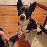 dog, black_and_white, scarf, heart_pattern, wooden_floor, rug, indoors, pet, sitting, attentive, ears_up, collar, person, hand, casual_clothing, table_leg, cozy, home, flooring, cute