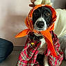 Lylyz La Peste participe au concours pour gagner de l'argent avec cette photo : dog, black_and_white, bandana, orange, plaid, red, plush_toy, pet, costume, sitting, indoor, hand, collar, floor, cute, animal, portrait, furniture, wall, calm