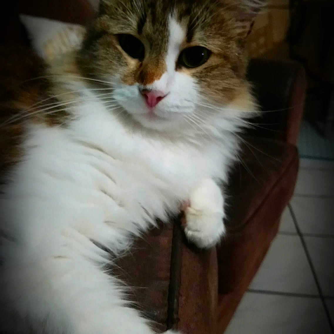 Laguigne