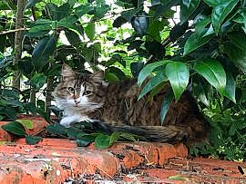 Laguigne participe au concours pour gagner de l'argent avec cette photo : carnivore, cat, domestic_short_haired_cat, fawn, felidae, fur, green, jungle, leaf, natural_environment, nature, organism, small_to_medium_sized_cats, sunlight, tail, terrestrial_animal, vegetation, vertebrate, whiskers
