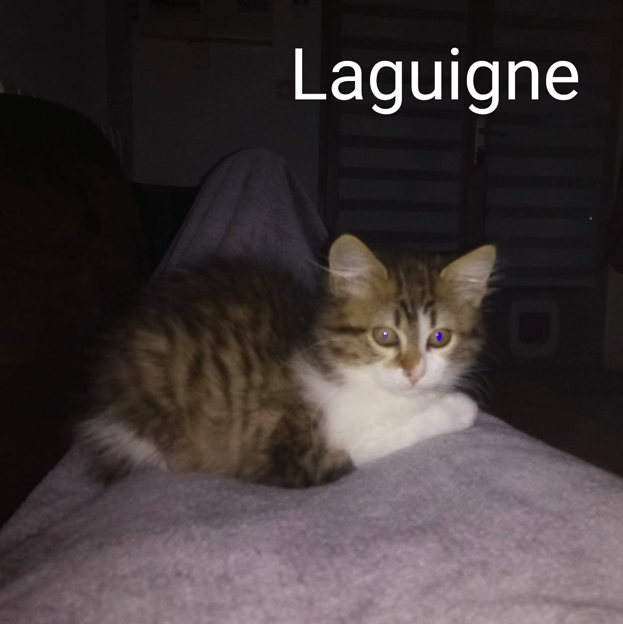 Laguigne a rejoint le concours — aidez-le/la à gagner de superbes lots ! carnivore, cat, domestic_short_haired_cat, fawn, felidae, fur, internet_meme, small_to_medium_sized_cats, snout, terrestrial_animal, vertebrate, whiskers