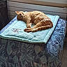 Safran a rejoint le concours — aidez-le/la à gagner de superbes lots ! animal, cat, comfort, cozy, domestic, feline, fur, home, indoor, mat, natural_light, orange_cat, pet, quiet, relaxation, resting, sleeping, soft, towel, window