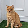 Safran a rejoint le concours — aidez-le/la à gagner de superbes lots ! animal, cat, door, doormat, ears, expression, feline, fur, ginger_cat, green, home, looking, outdoor, pet, quiet, sitting, street, tail, whiskers, white_door