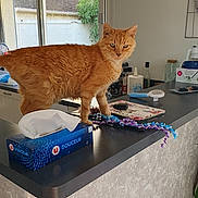 Safran participe au concours pour gagner de l'argent avec cette photo : bottle, brush, cat, container, counter, curtain, domestic, furniture, household_items, houseplant, indoor, kitchen, natural_light, orange_cat, pet, tabletop, tissue_box, toy, wall, window