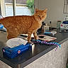 bottle, brush, cat, container, counter, curtain, domestic, furniture, household_items, houseplant, indoor, kitchen, natural_light, orange_cat, pet, tabletop, tissue_box, toy, wall, window