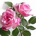 Juana R. S.