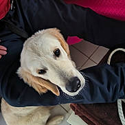 Alto participe au concours pour gagner de l'argent avec cette photo : animal, canine, companion, cushion, cute, dog, domestic, floor, fur, golden_retriever, indoor, legs, looking_up, person, pet, pink, puppy, resting, tile, young_dog