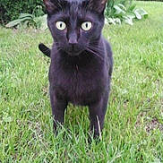 Reglisse a rejoint le concours — aidez-le/la à gagner de superbes lots !