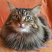 Nala participe au concours pour gagner de l'argent avec cette photo :