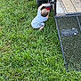 Willie is registered to the contest to win money with this photo: toddler, child, grass, outdoor, trailer, ramp, red_light, curious, blue_clothing, hay, farm_equipment, crouching, greenery, metal, wheel, nature, daylight, person, back_view, exploring