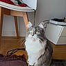 cable, cat, chair, cushion, electronic_device, furniture, gray_fur, green_eyes, home_interior, indoors, long_fur, pet, portrait, rug, sitting, sunlight, tail, whiskers, white_fur, wooden_floor
