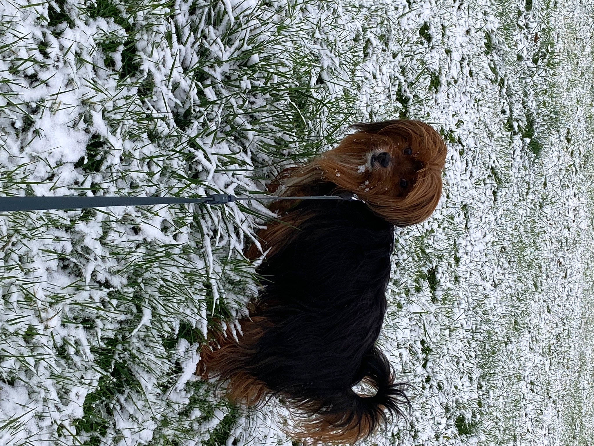 Chewy a rejoint le concours — aidez-le/la à gagner de superbes lots ! beak, branch, fawn, freezing, grass, liver, mammal, organism, plant, rodent, snow, squirrel, tail, terrestrial_animal, tree, trunk, twig, water, whiskers, wood