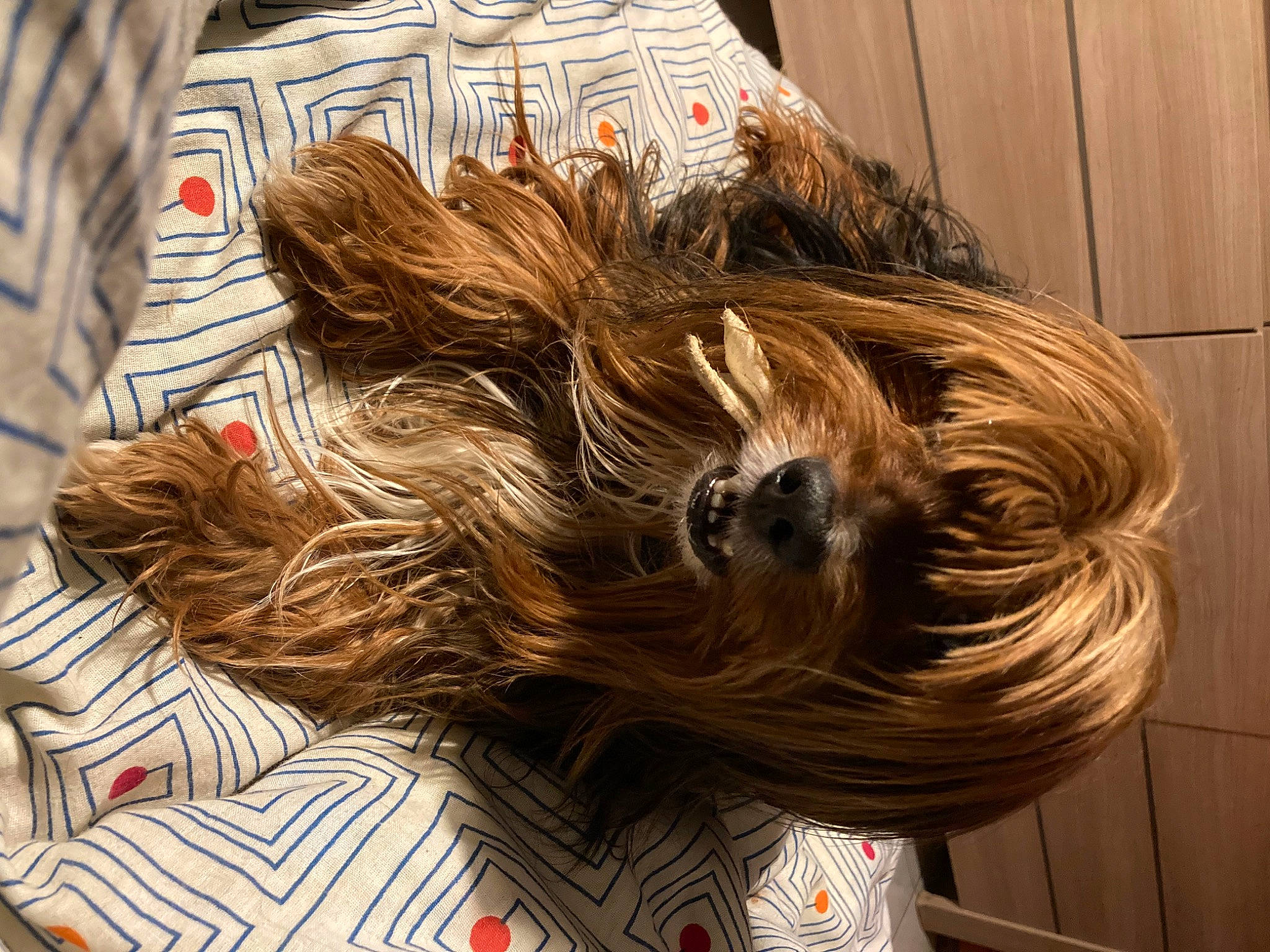 Chewy a rejoint le concours — aidez-le/la à gagner de superbes lots ! brown_hair, canidae, carnivore, companion_dog, dog_breed, eyewear, fashion_accessory, fawn, feathered_hair, felidae, fur, hair_coloring, head, layered_hair, liver, long_hair, pattern, sporting_group, surfer_hair, wood