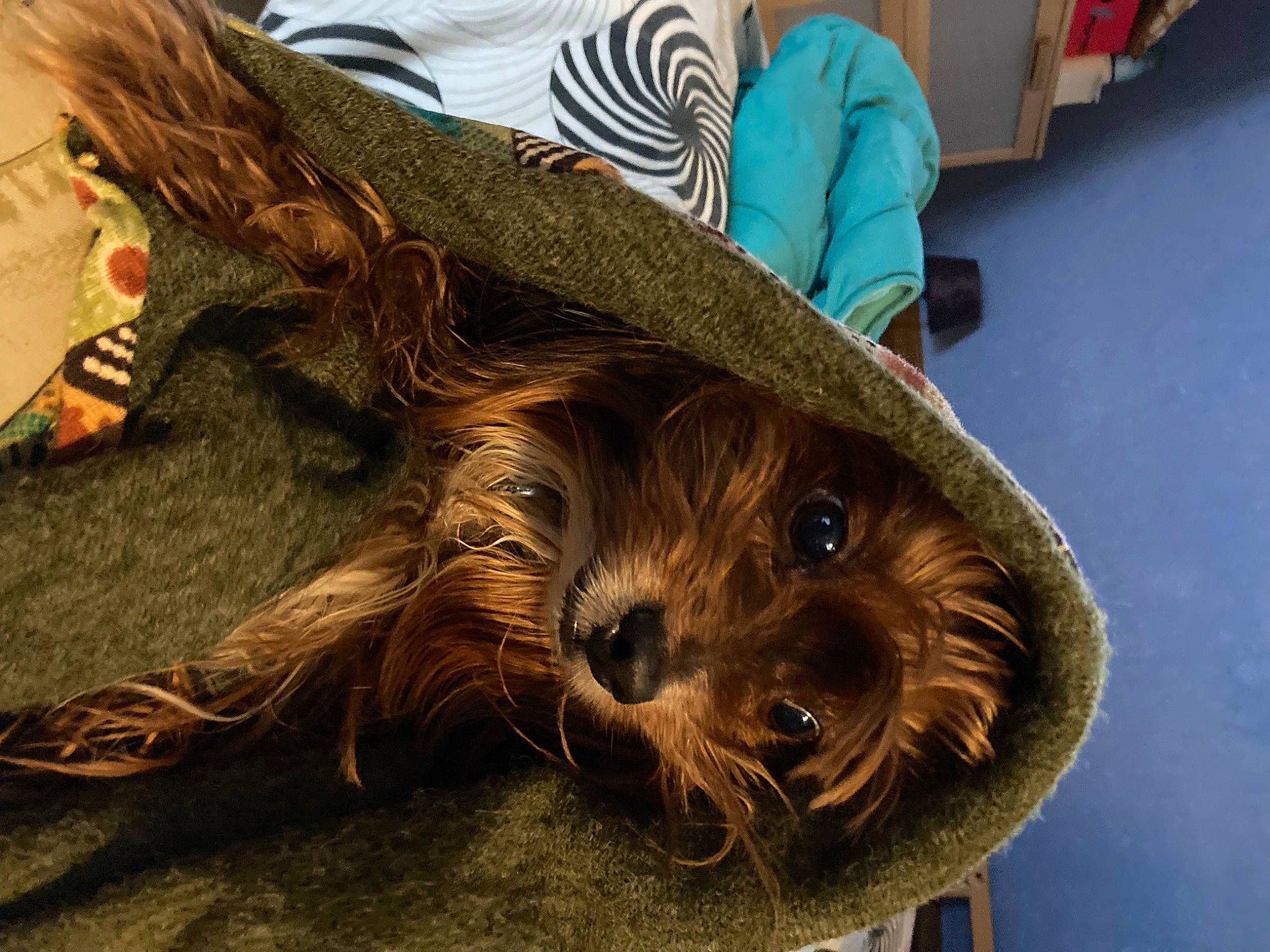 Chewy participe au concours pour gagner de l'argent avec cette photo : canidae, carnivore, companion_dog, costume_hat, dog, dog_breed, fashion_accessory, fawn, fur, hat, liver, selfie, small_terrier, snout, sporting_group, terrier, toy_dog, whiskers, wood, working_animal