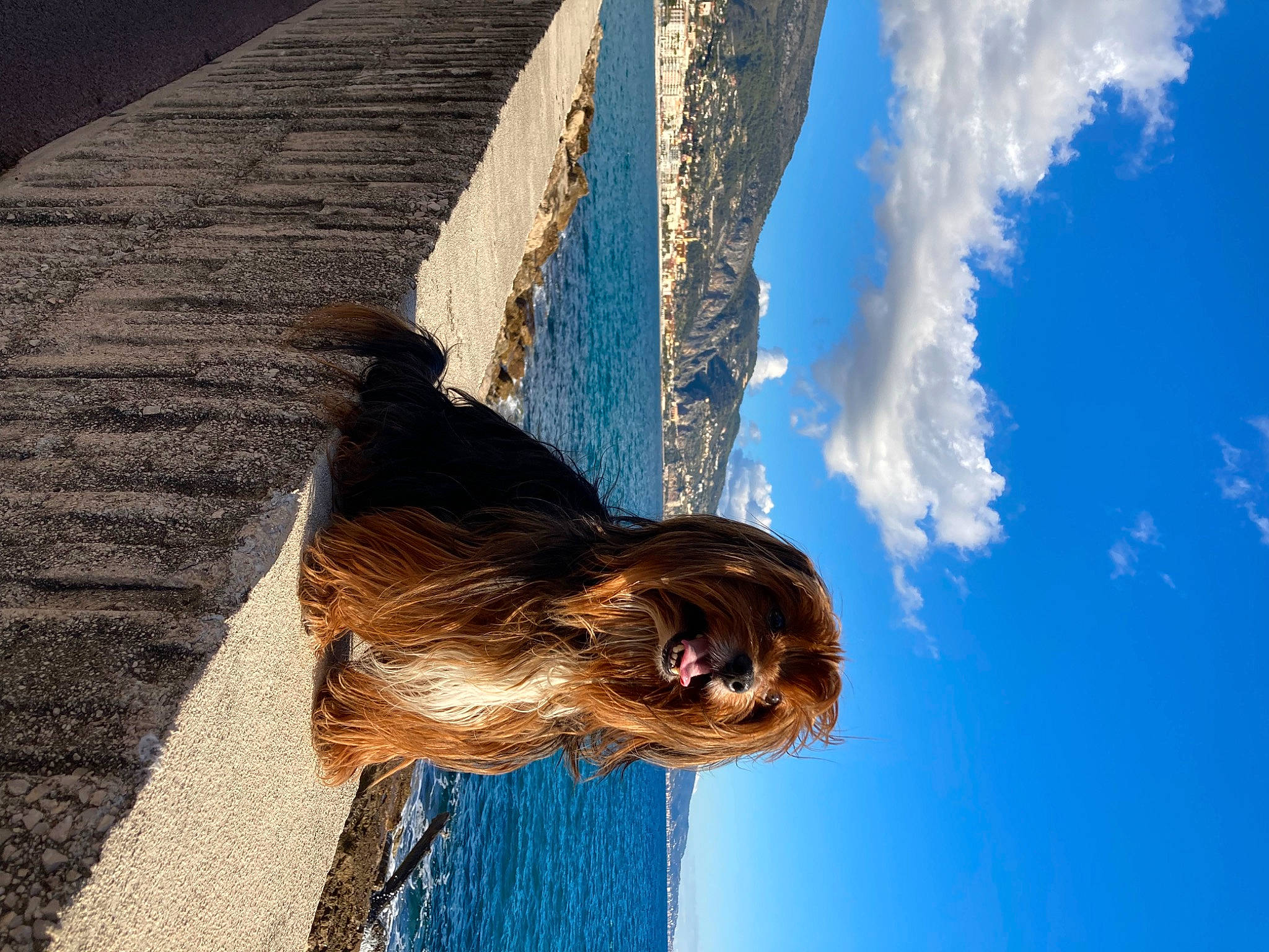 Chewy a rejoint le concours — aidez-le/la à gagner de superbes lots ! blue, cloud, electric_blue, flash_photography, fun, fur, happy, lake, landscape, leisure, ocean, people_in_nature, recreation, reflection, shadow, sky, travel, water, wind, wood