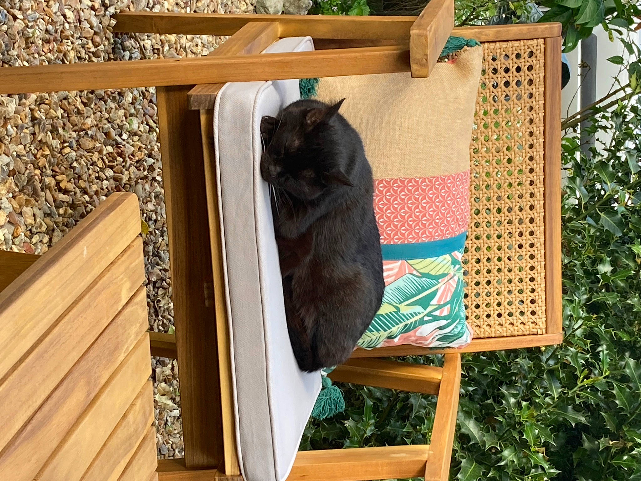 Seth a rejoint le concours — aidez-le/la à gagner de superbes lots ! bombay, carnivore, cat, felidae, fur, hardwood, hat, linens, natural_material, pattern, pet_supply, plant, rectangle, room, shelving, small_to_medium_sized_cats, tail, terrestrial_animal, wood, wood_stain