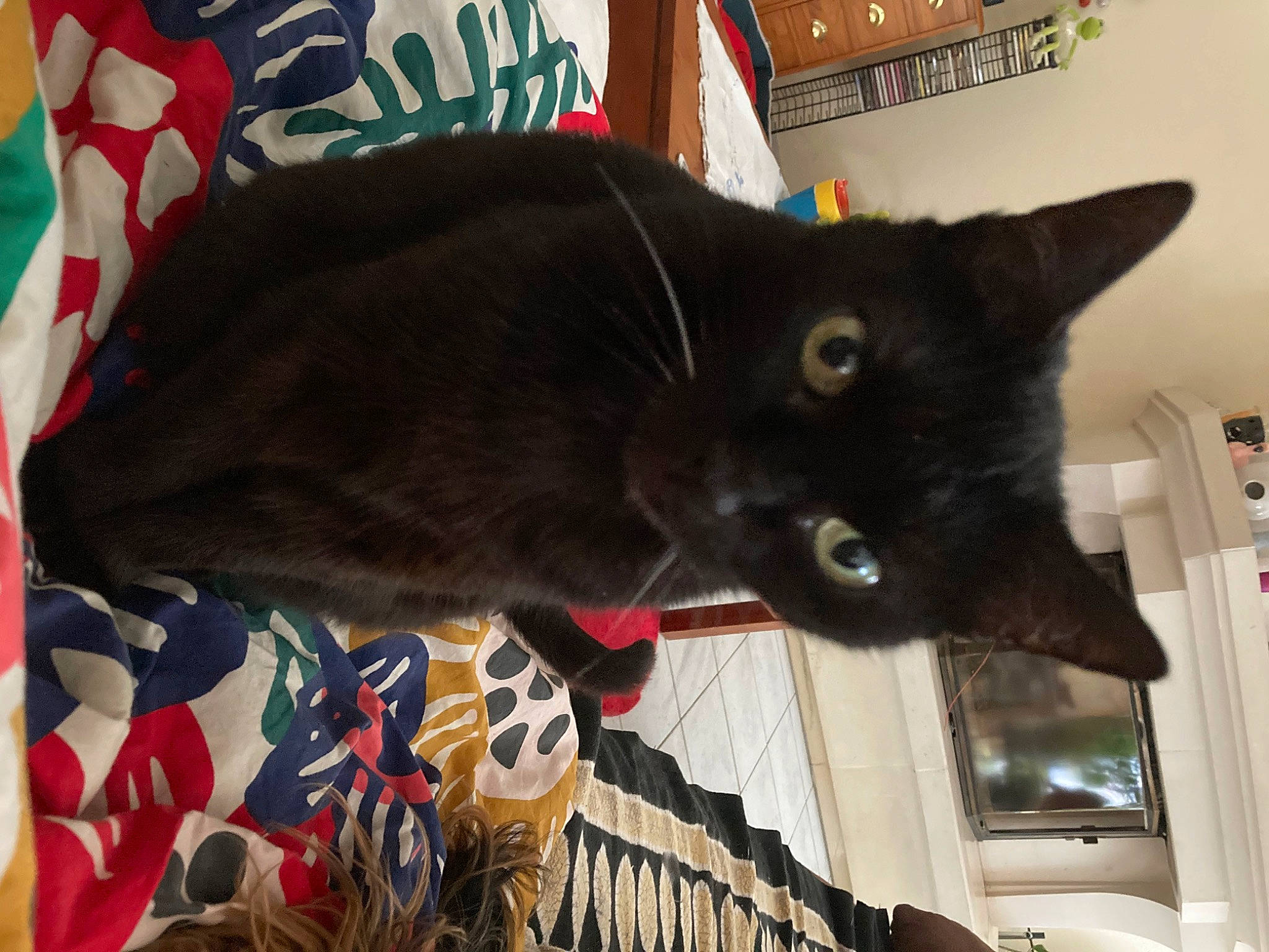 Seth a rejoint le concours — aidez-le/la à gagner de superbes lots ! black_cat, bombay, carnivore, cat, cat_supply, domestic_short_haired_cat, felidae, fur, pet_supply, room, small_to_medium_sized_cats, snout, tail, whiskers