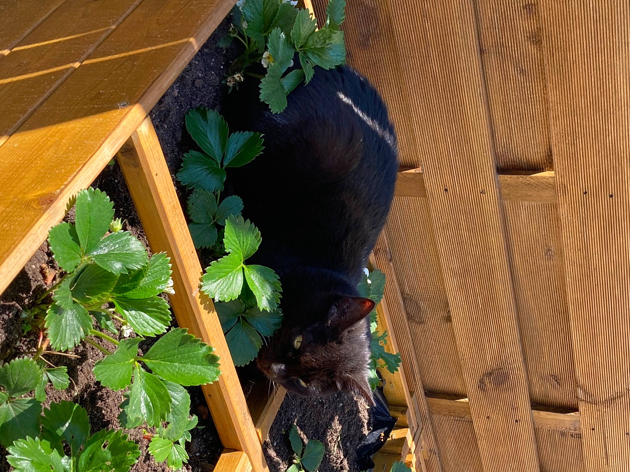 Seth participe au concours pour gagner de l'argent avec cette photo : annual_plant, backyard, flowering_plant, fruit, garden, grape, grapevine_family, grass, groundcover, herb, herbaceous_plant, leaf, plant, shrub, soil, terrestrial_animal, vitis, wood, yard