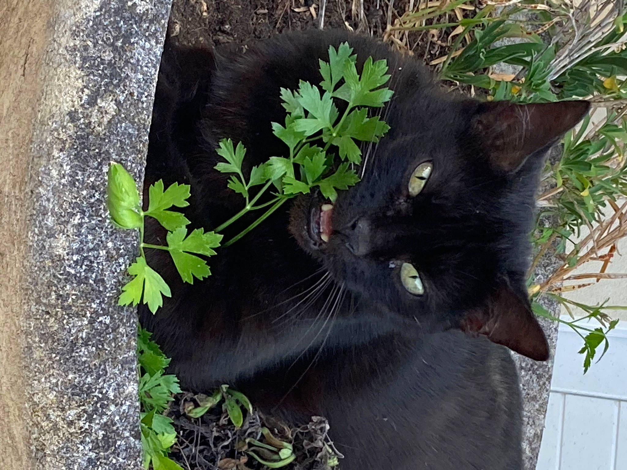 Seth participe au concours pour gagner de l'argent avec cette photo : black_cat, bombay, botany, carnivore, cat, domestic_short_haired_cat, felidae, flower, fur, grass, groundcover, organism, plant, shrub, small_to_medium_sized_cats, snout, tail, terrestrial_animal, tree, whiskers