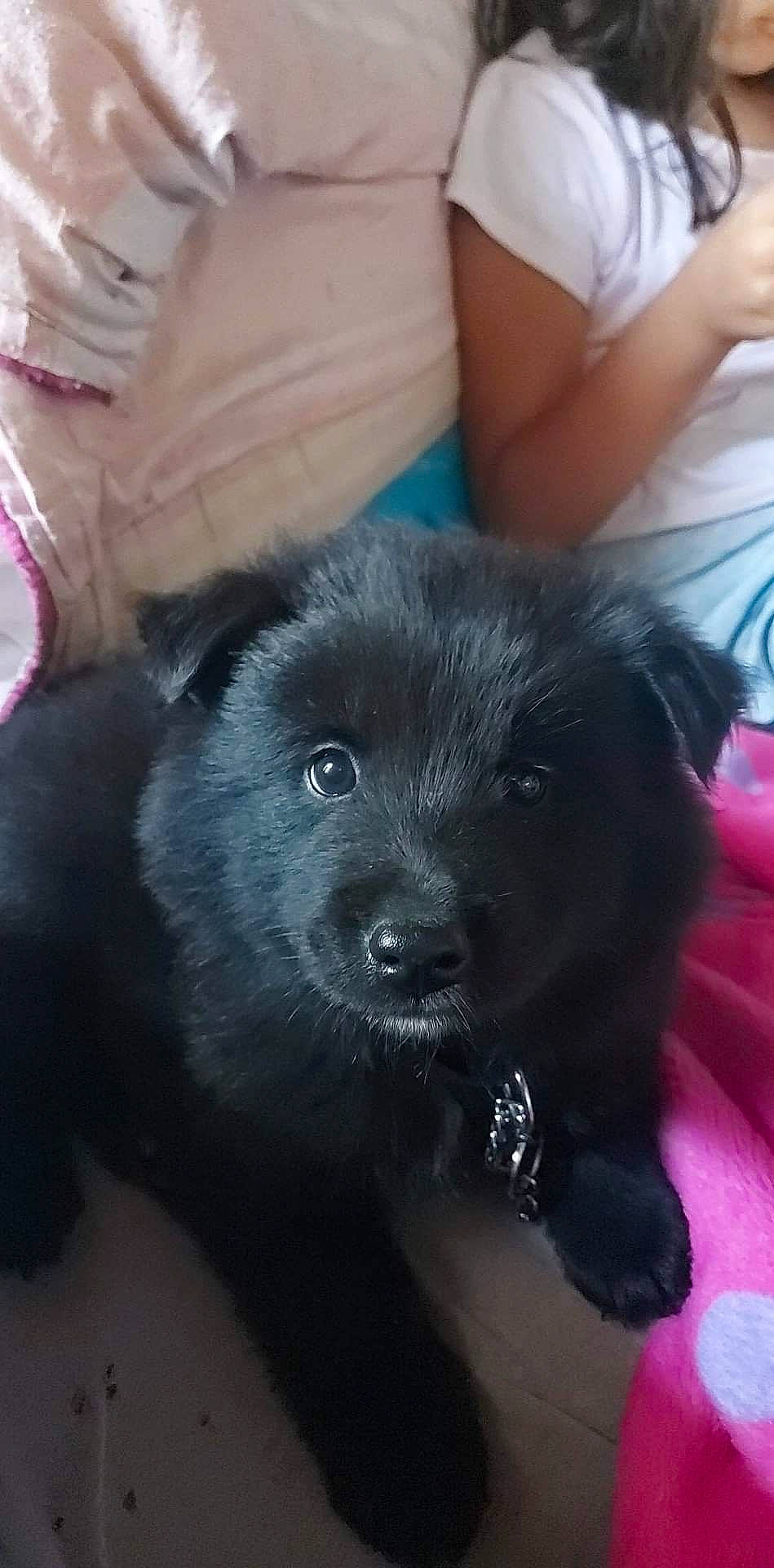 Balto a rejoint le concours — aidez-le/la à gagner de superbes lots ! borador, canidae, carnivore, companion_dog, dog, dog_breed, fur, liquid, mammal, non_sporting_group, paw, sporting_group, toy_dog, whiskers, working_animal