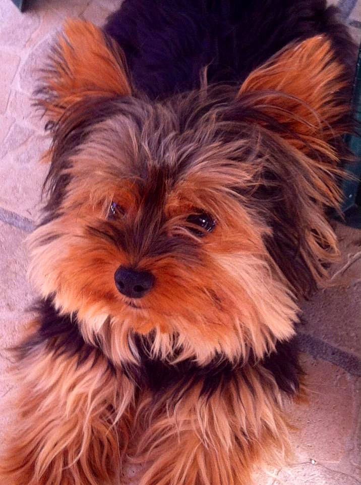 Cooky participe au concours pour gagner de l'argent avec cette photo : biewer_terrier, canidae, carnivore, companion_dog, dog, dog_breed, fur, liver, small_terrier, snout, sporting_group, terrestrial_animal, terrier, toy_dog, water_dog, whiskers, working_animal, yorkipoo, yorkshire_terrier