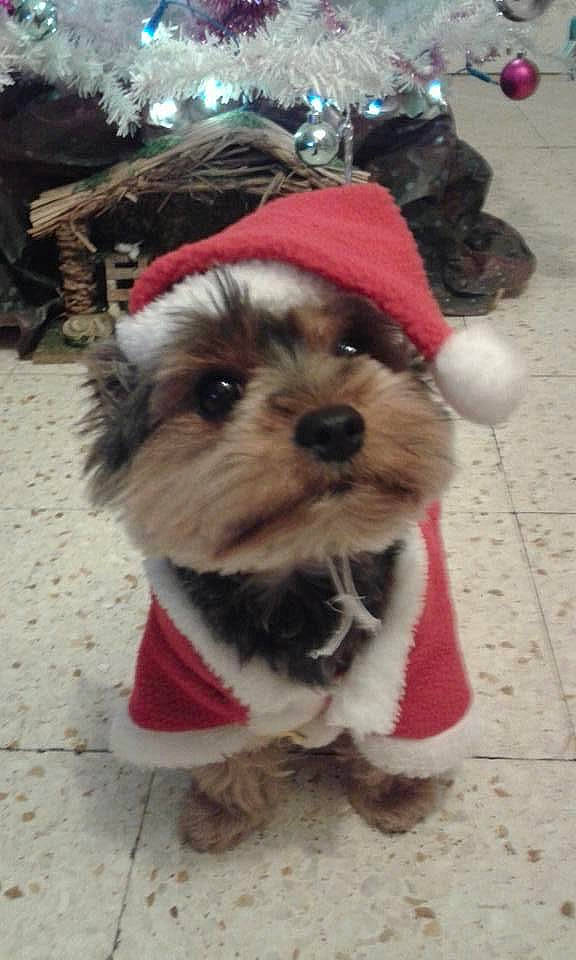 Cooky participe au concours pour gagner de l'argent avec cette photo : canidae, carnivore, collar, companion_dog, dog, dog_breed, dog_clothes, dog_collar, dog_supply, event, fawn, fictional_character, leash, pet_supply, santa_claus, small_terrier, snout, sporting_group, toy_dog, working_animal